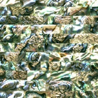 Paua Shell Tiles JPST001