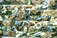 paua01